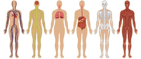 sistemas do corpo humano